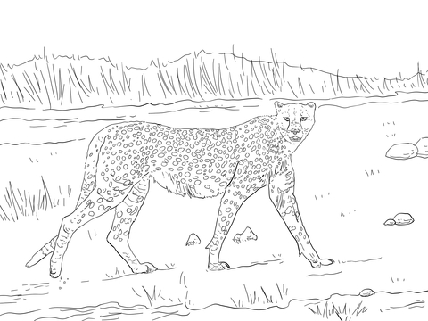 Tanzanian Cheetah Coloring Page